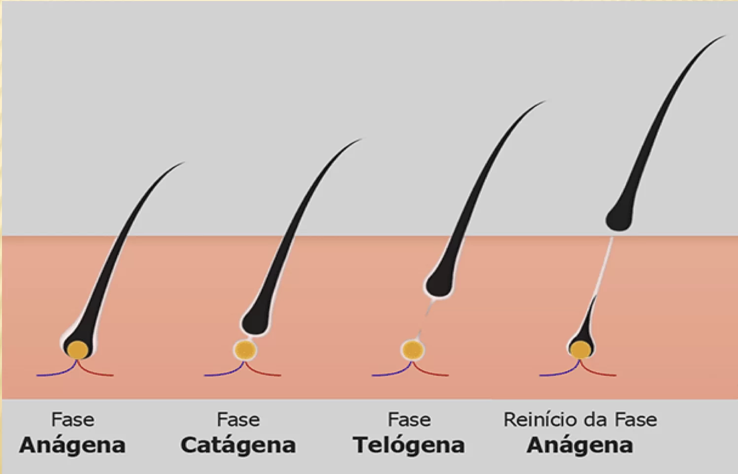Fases do cabelo : você sabe como funciona o ciclo capilar? - Capellux